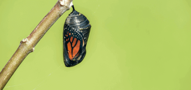 IOTA's Chrysalis Upgrade Goes Live Next Week, Adding Scalability Improvements