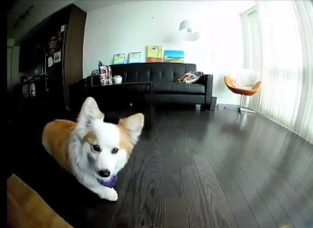 Your dog might soon be sending you selfies - but will you be buying this device?