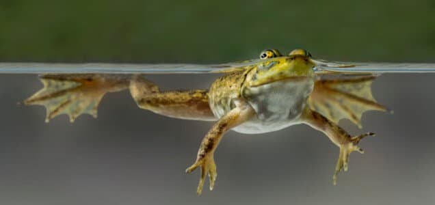 JFrog acquires Shippable, adding continuous integration and delivery to its DevOps platform