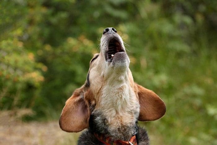 Why Do Dogs Howl? These Are the Top 6 Reasons-and How to Stop It