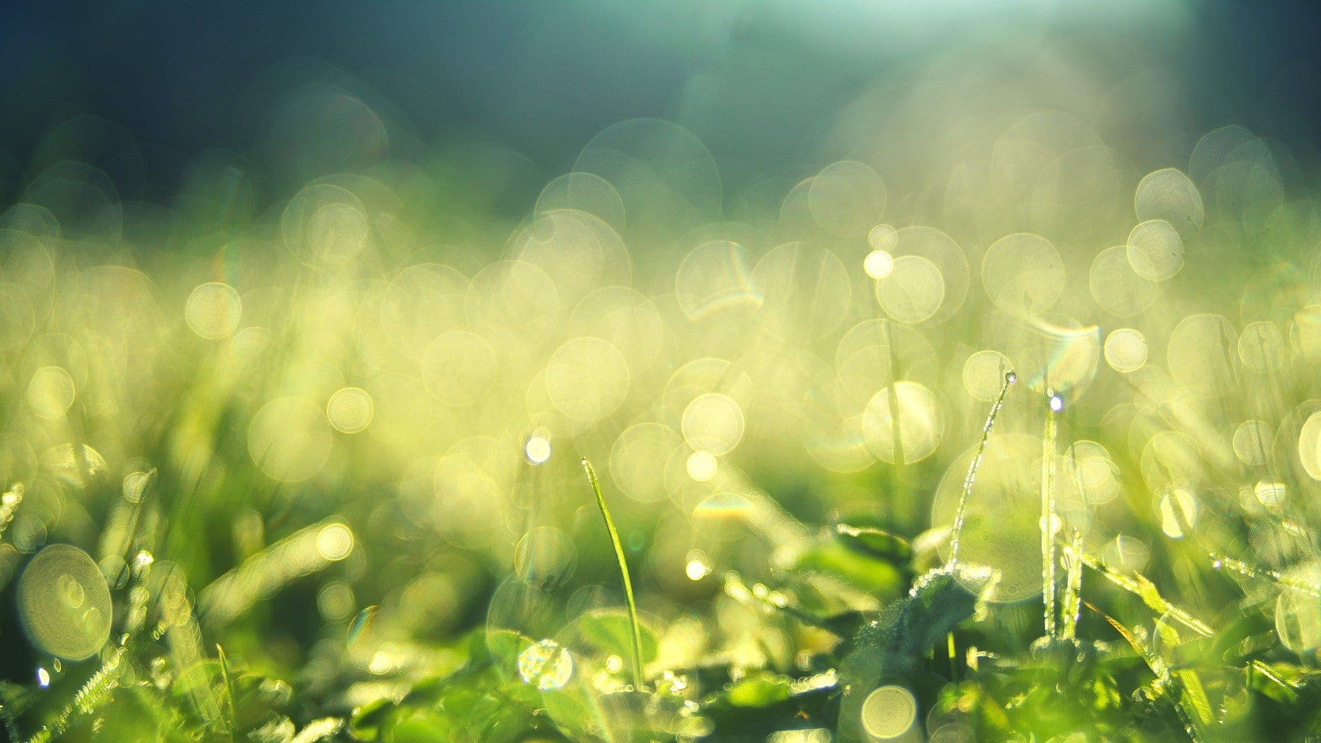 The Block is Getting Greener: Top Environmentally Aware Blockchain and Crypto Projects
