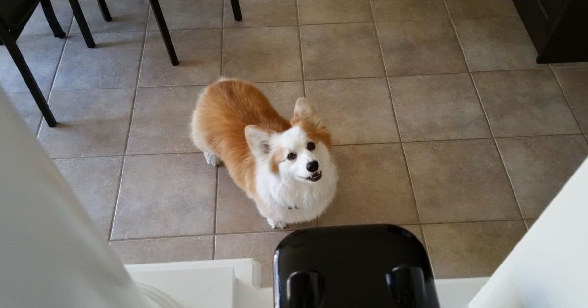 Miss your pet while you’re away? PetBot lets your furry friend send you pet selfies