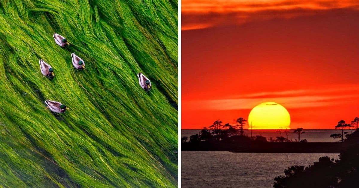 More than 70 m votes in photography competition to capture